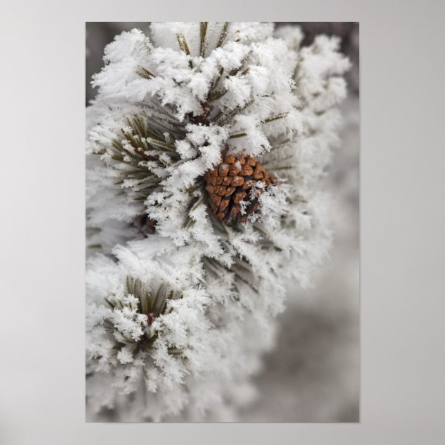 Lodgepole Pine cone in winter in Yellowstone Poster (Front)