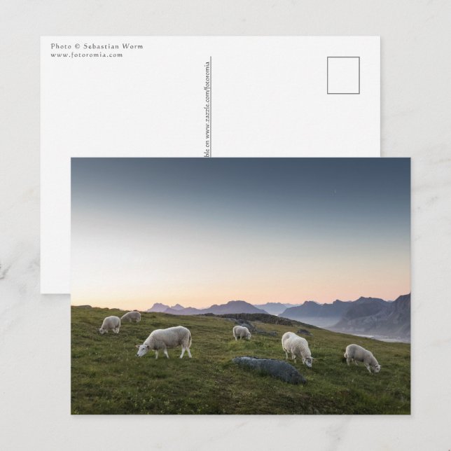 Lofoten Islands Sheep Postcard (Front/Back)