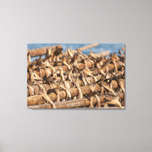 Lofoten Islands Stockfish Canvas Print