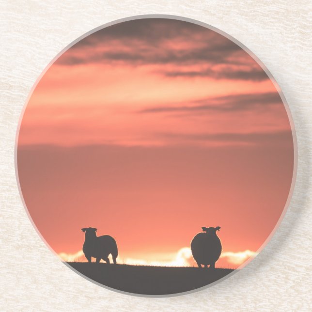 Lofoten Islands Sunset Sheep Nature Photo Coaster (Front)