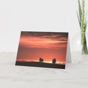 Lofoten Sheep Nature Photo Card