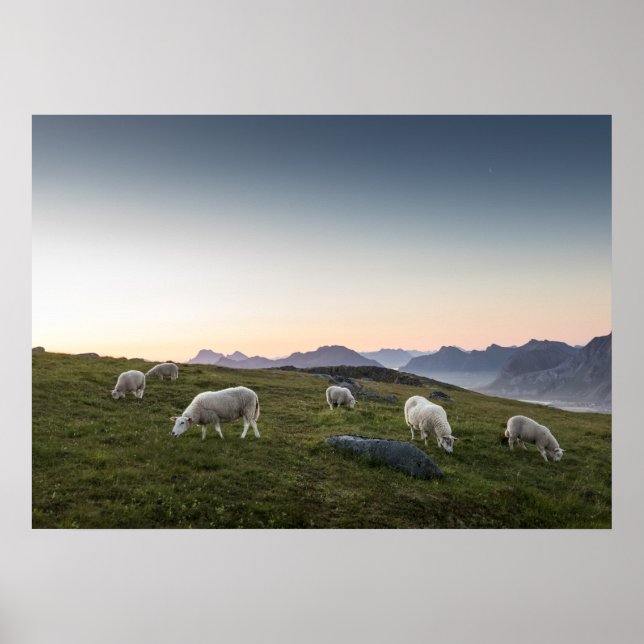 Lofoten Sheep Poster (Front)