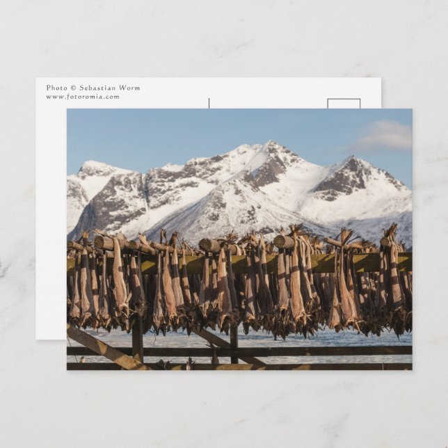 Lofoten Stockfish Postcard (Front/Back)
