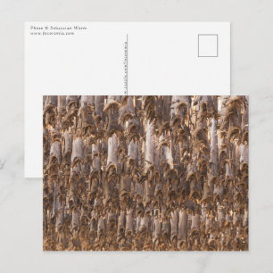 Lofoten Stockfish Postcard