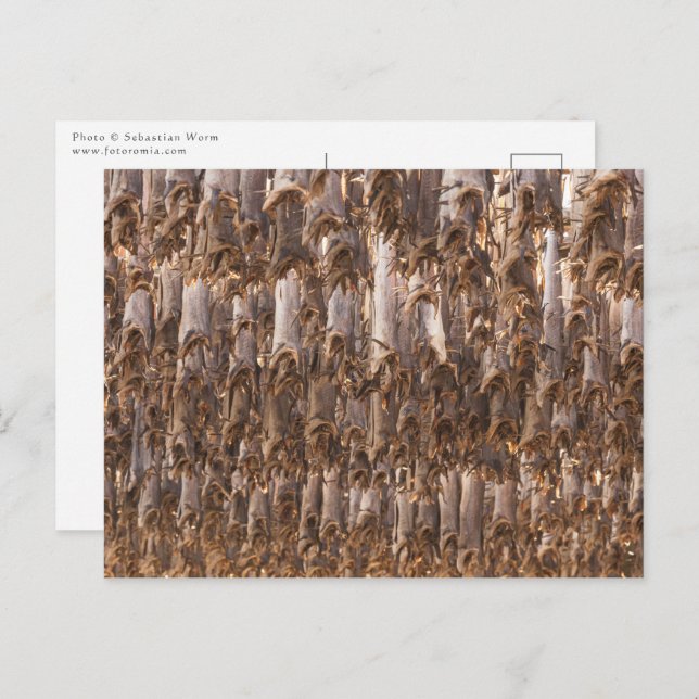 Lofoten Stockfish Postcard (Front/Back)
