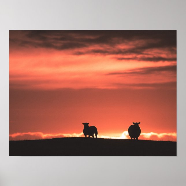 Lofoten Sunset Sheep Poster (Front)
