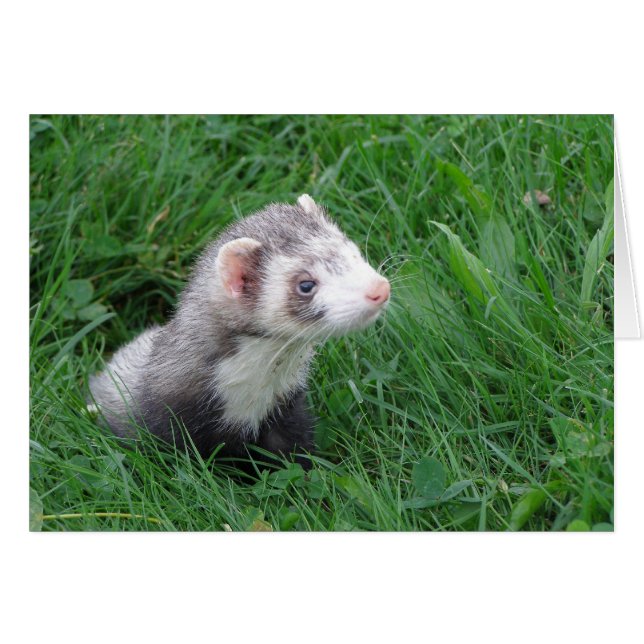 Logan (Front Horizontal)