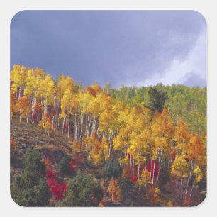 Logan Canyon in Utah in autumn with passing Square Sticker