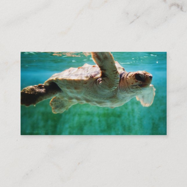 Loggerhead #1 Mini Print Business Card (Front)