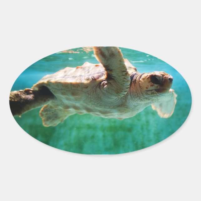 Loggerhead #1 Sticker (Front)