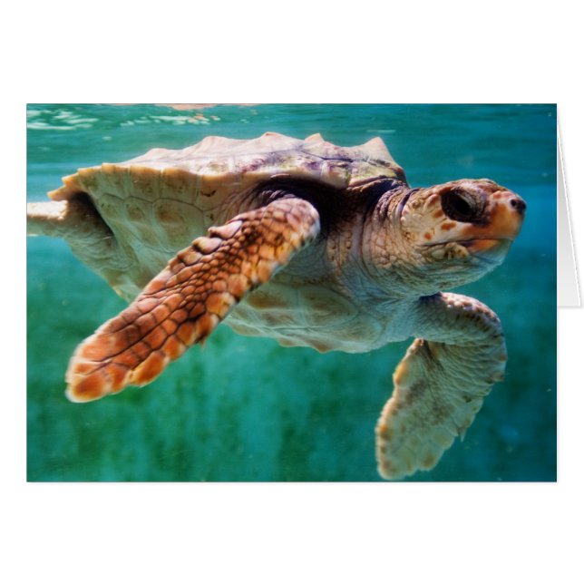 Loggerhead #2 Card (Front Horizontal)