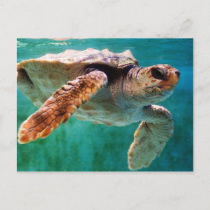 Loggerhead #2 Postcard