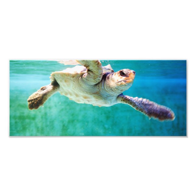 Loggerhead #3 Photo (Front)
