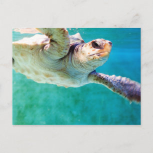 Loggerhead #3 Postcard