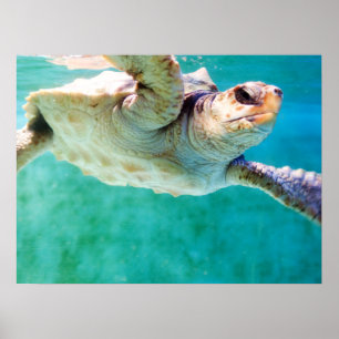 Loggerhead #3 Poster