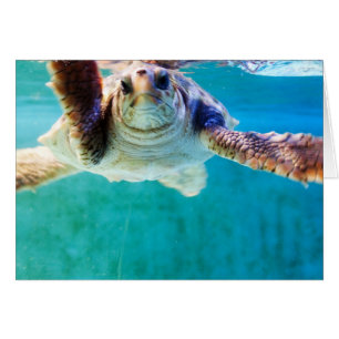Loggerhead #4 Card