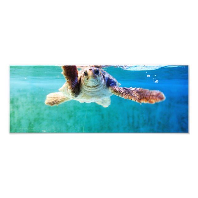 Loggerhead #4 Photo Print (Front)