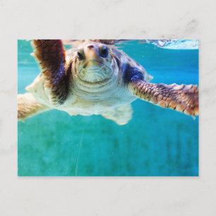Loggerhead #4 Postcard