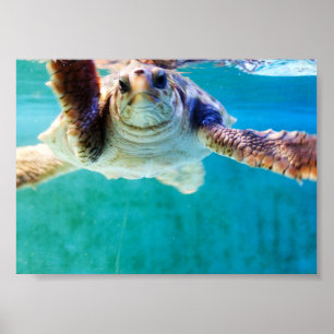 Loggerhead #4 Poster