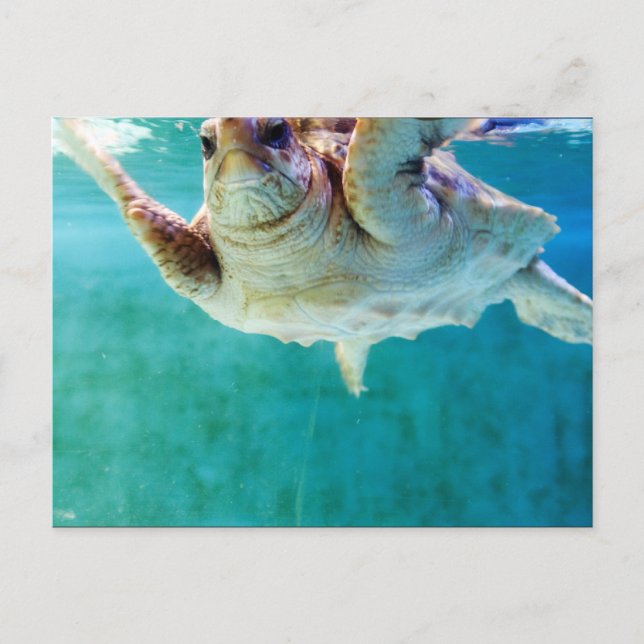 Loggerhead #5 Postcard (Front)