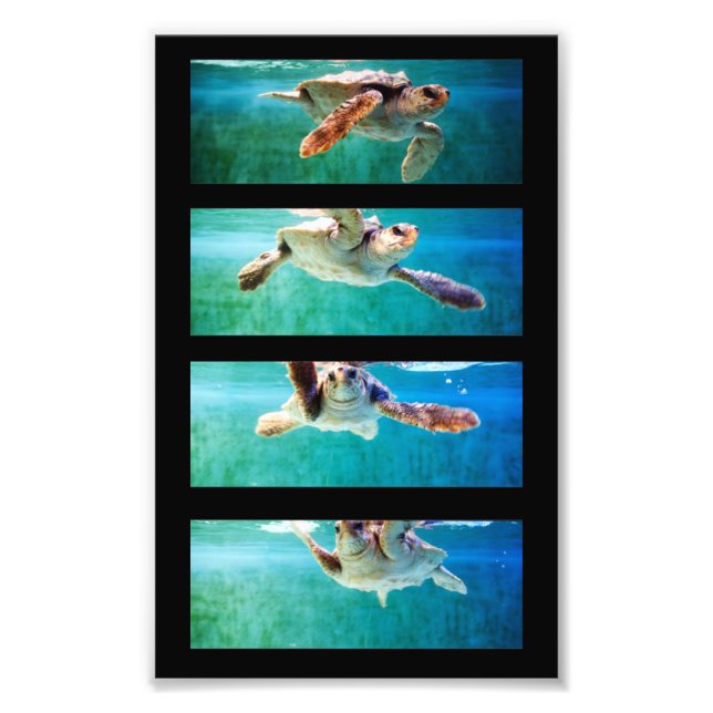 Loggerhead Sea Turtle Study Photo Print (Front)