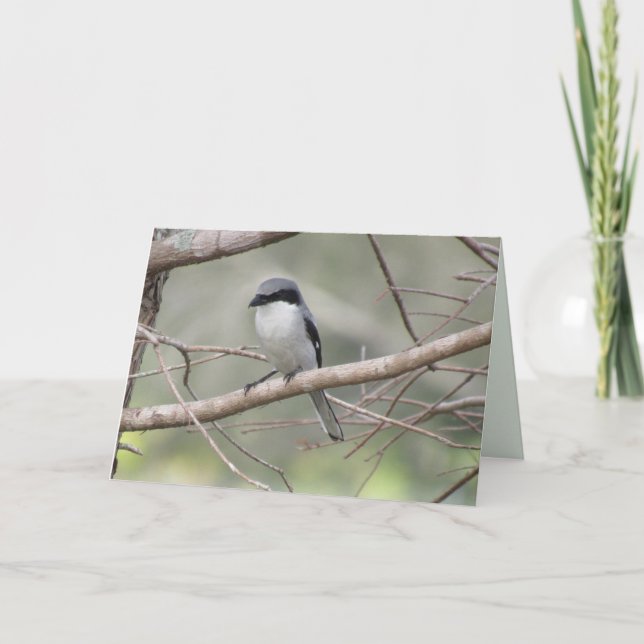 Loggerhead Shrike - Backyard Birds Greeting Card (Front)