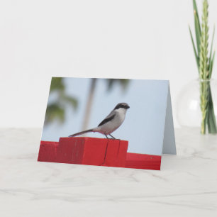 Loggerhead Shrike Bird Greeting Card