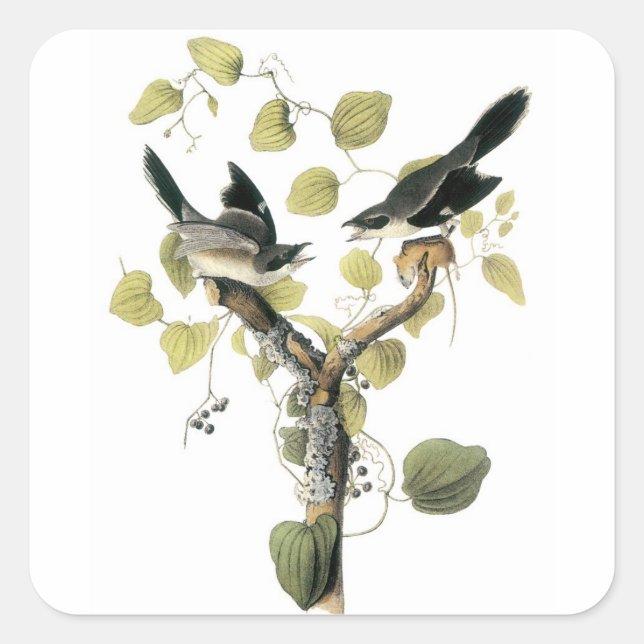 Loggerhead Shrike by Audubon Square Sticker (Front)