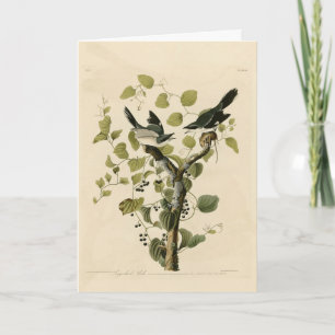 Loggerhead Shrike from Audubon's Birds of America Card