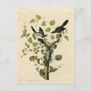 Loggerhead Shrike from Audubon's Birds of America  Postcard