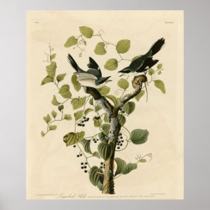 Loggerhead Shrike from Audubon's Birds of America Poster