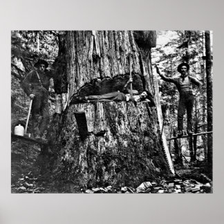 LOGGING CANADA c. 1890 Poster