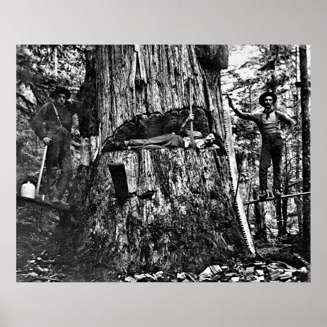 LOGGING CANADA c. 1890 Poster (Front)