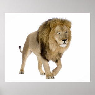 Loin image for poster