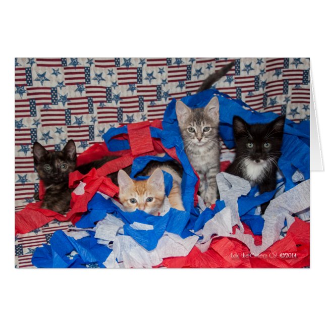 Loki's Litter in Red, White, & Blue (Front Horizontal)