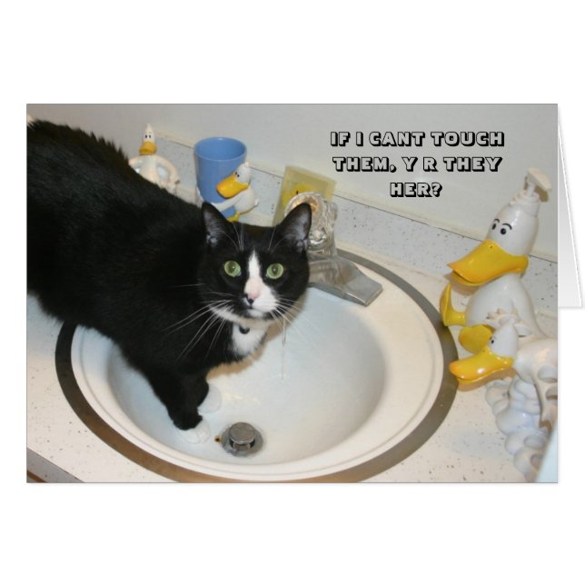 LOL Cat card (Front Horizontal)