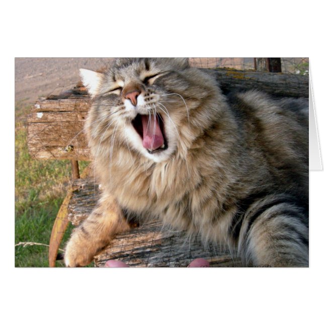 LOL Maine Coon (Front Horizontal)