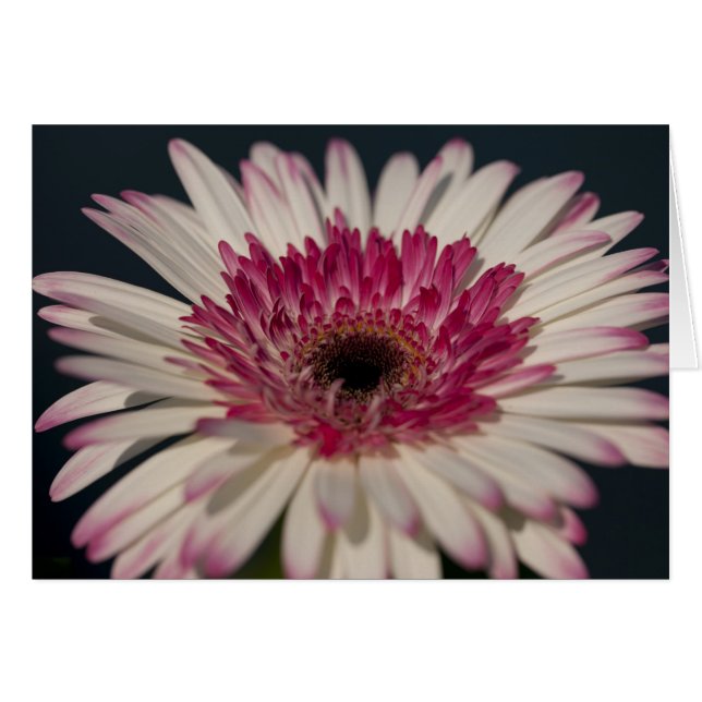 Lollipop Gerbera (Front Horizontal)