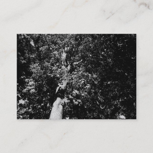 London Plane Tree B&W, Mini Photo Business Card (Front)