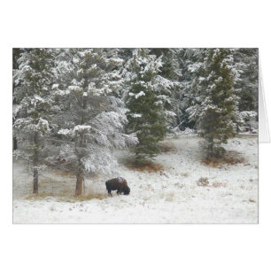 Lone Buffalo In Yellowstone