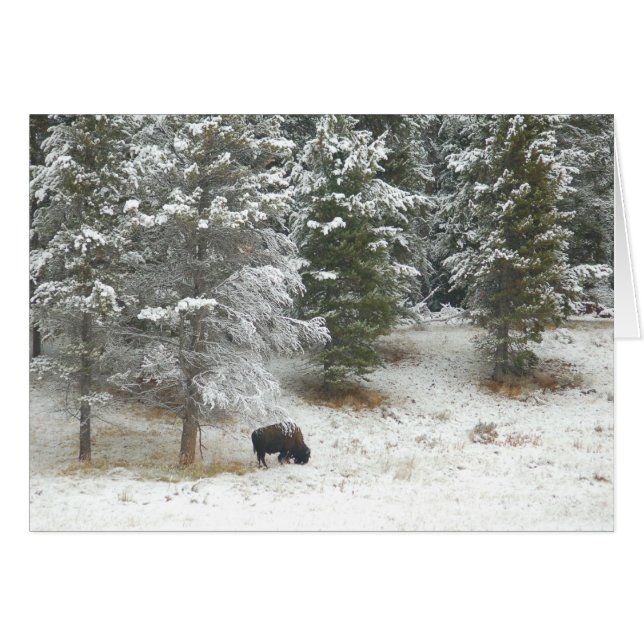 Lone Buffalo In Yellowstone (Front Horizontal)
