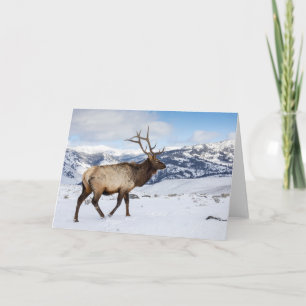 Lone Bull Elk Yellowstone National Park Card