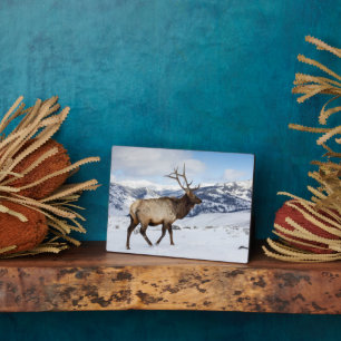 Lone Bull Elk Yellowstone National Park Plaque