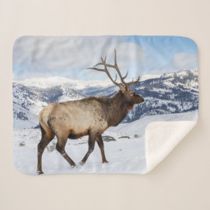 Lone Bull Elk   Yellowstone National Park Sherpa Blanket
