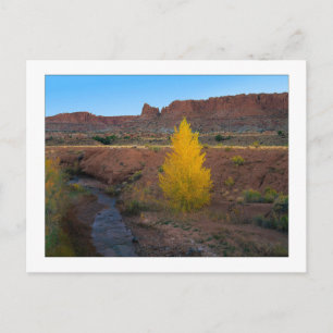 "Lone Cottonwood" Postcard
