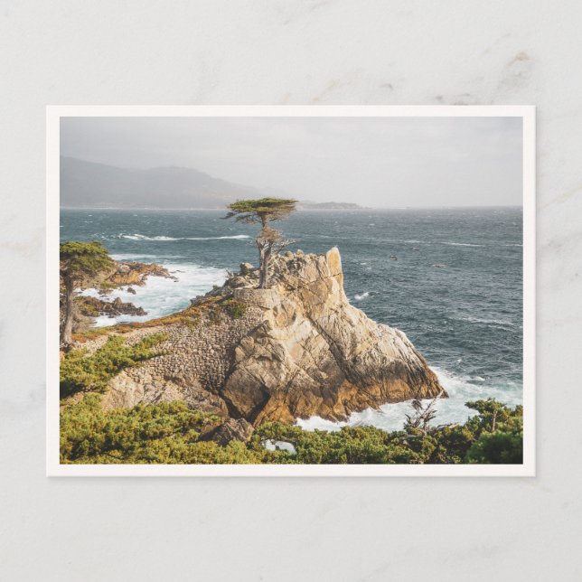 Lone Cypress Pebble Beach Monterey Photo Postcard (Front)