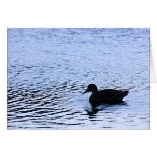 Lone Duck Wildlife Lake Water Ripples Photography