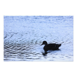 Lone Duck Wildlife Lake Water Ripples Photography Photo Print