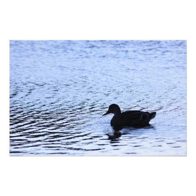 Lone Duck Wildlife Lake Water Ripples Photography Photo Print (Front)