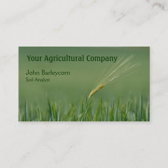 Lone ear of barley in a field business card (Front)